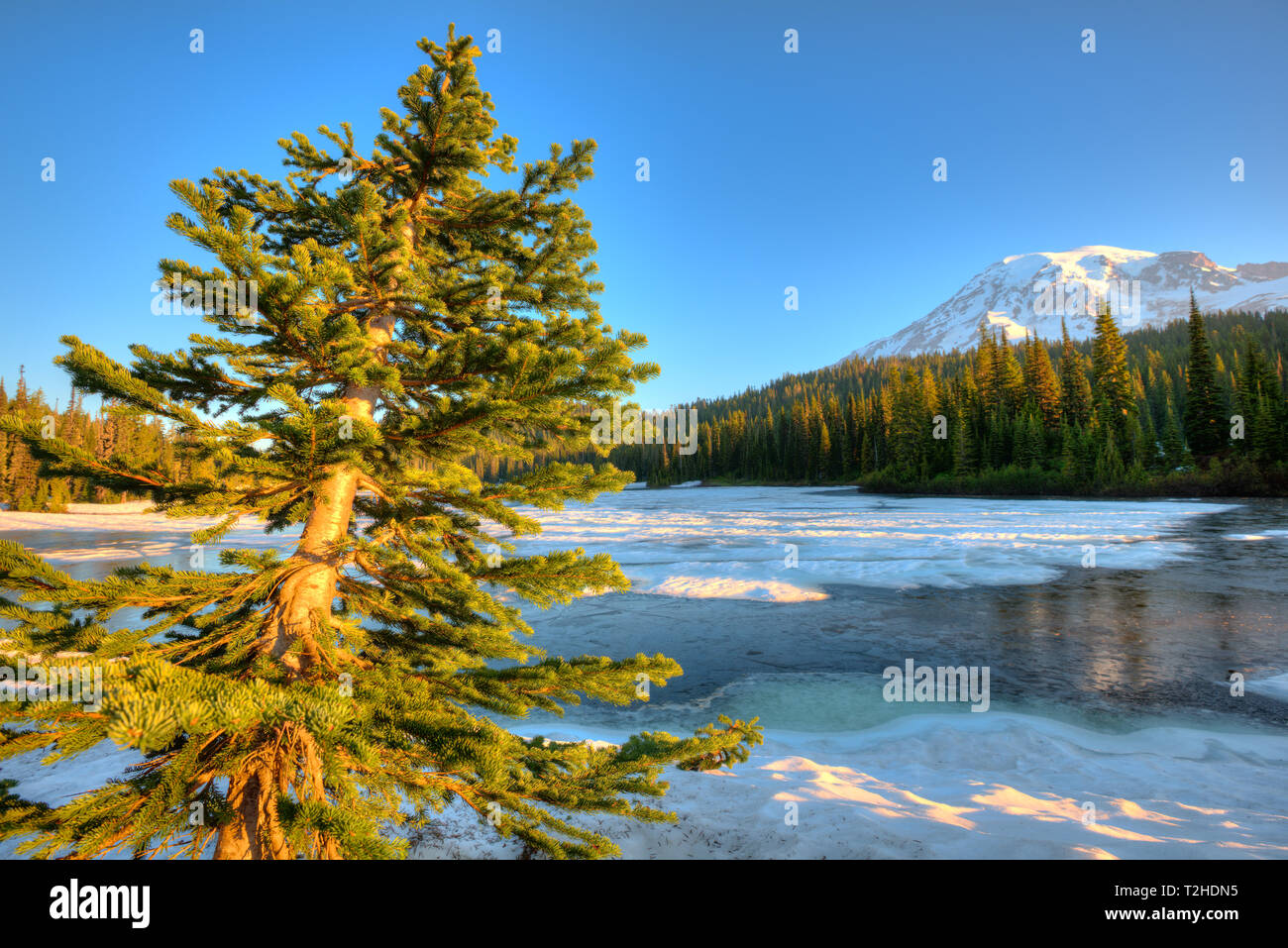 Riflessione congelati Lago e Monte Rainier di sunrise, il Parco Nazionale del Monte Rainier, nello Stato di Washington, USA Foto Stock