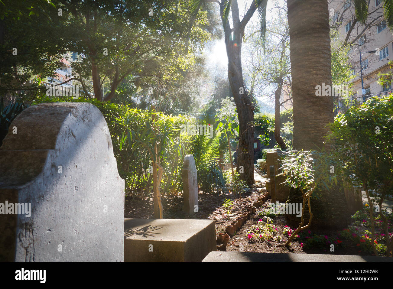 Raggi di sole tra gli alberi illuminando un antica tomba nel cimitero di Trafalgar, in Gibilterra Foto Stock