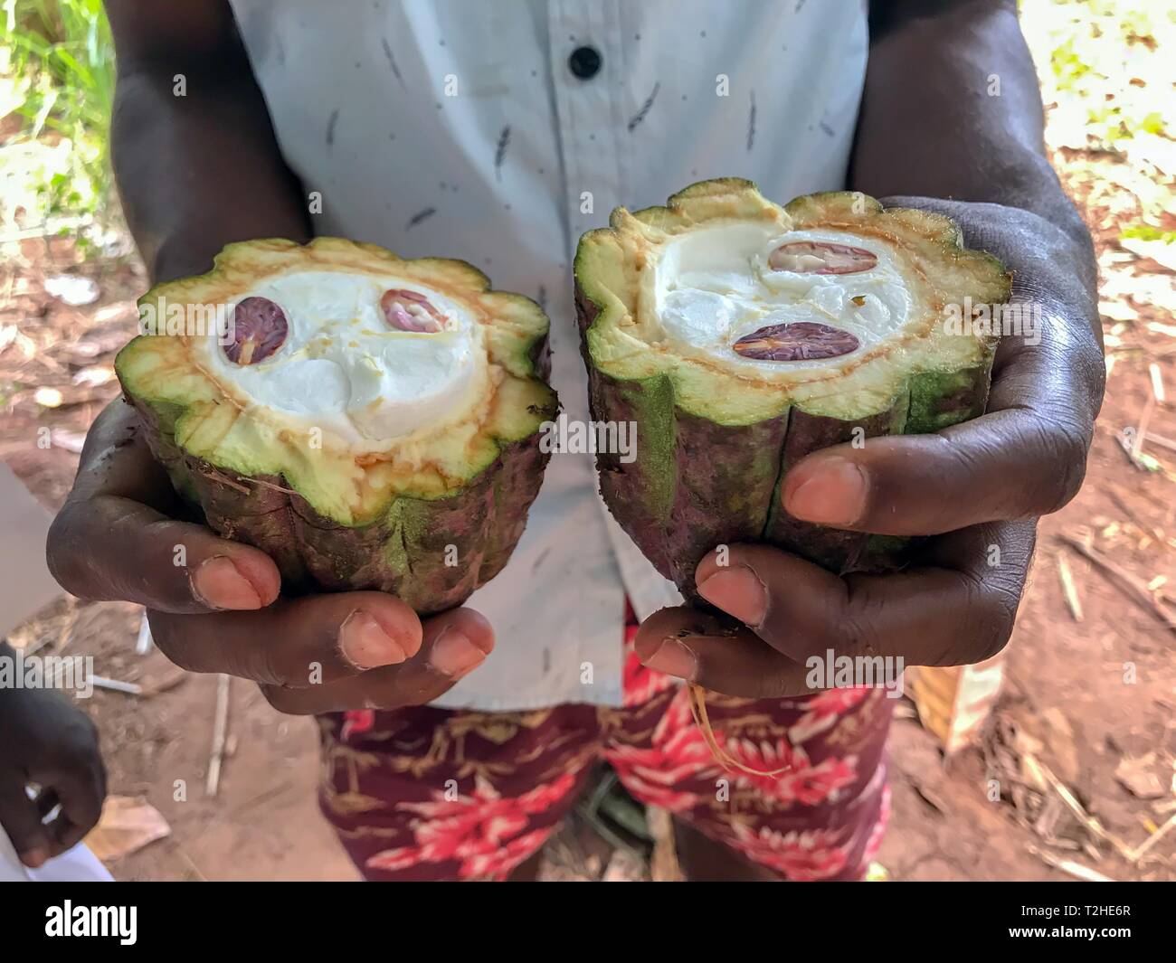 Agriturismo Azienda lavoratore affettato maturi frutti di cacao con le fave di cacao nelle sue mani, Zanzibar, Tanzania Foto Stock