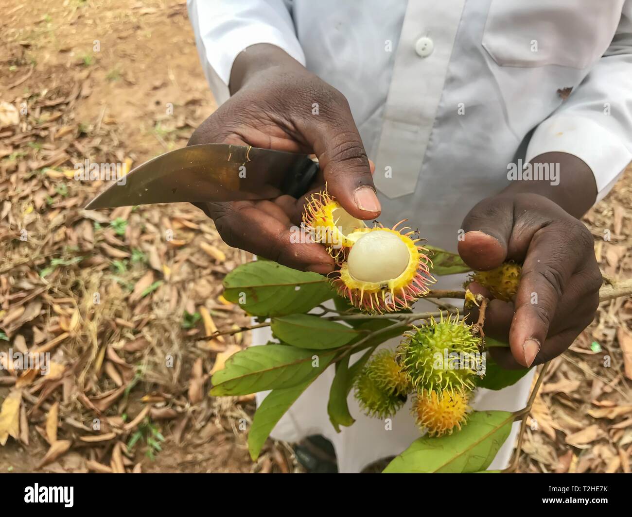 Il Lychee (Litchi chinensis) tagliare con un coltello nelle mani di un salariato agricolo, Zanzibar, Tanzania Foto Stock