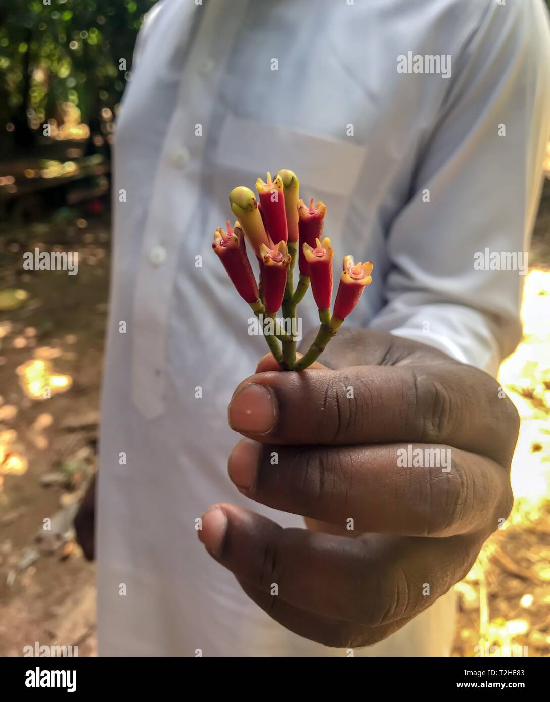Fresh chiodi di garofano (Syzygium aromaticum) nella mano del lavoratore agricolo, Zanzibar, Tanzania Foto Stock