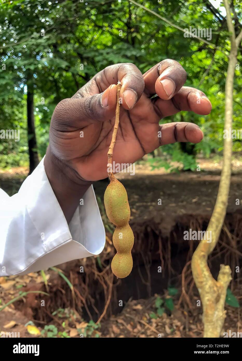 Foglio di Tamarindo (Tamarindus indica) nella mano di un Africano salariato agricolo, Zanzibar, Tanzania Foto Stock