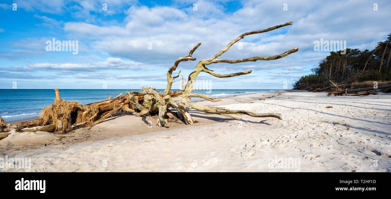 Panorama, sradicati Tree sulla spiaggia del Mar Baltico, Weststrand Darss, Western Pomerania Area Laguna Parco Nazionale Penisola, Foto Stock
