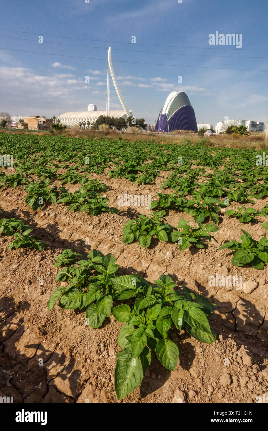 Valencia Città della Scienza, in primo piano campo di patate, Spagna Europa Foto Stock