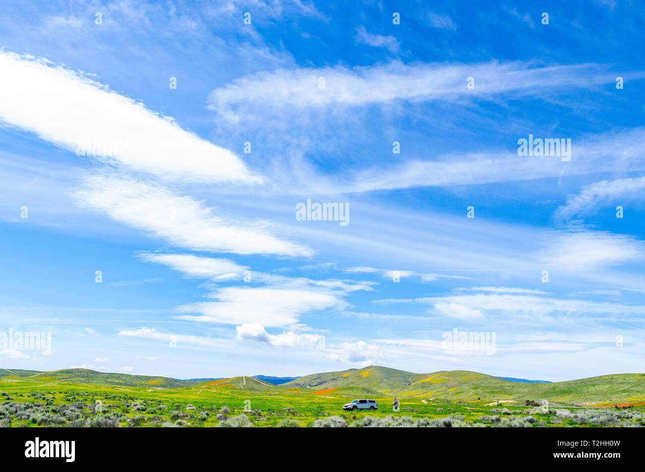 Fioritura di fiori di campo all'Antelope Valley riserva di papavero in Lancaster California USA Foto Stock