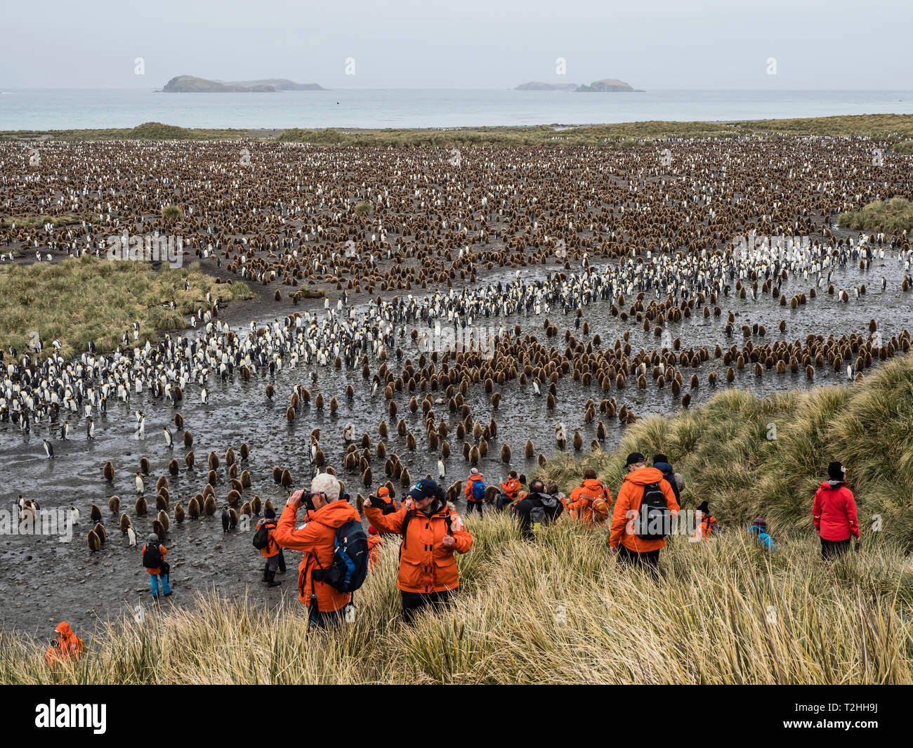 Pinguino reale pulcini e bird watching turisti su Salisbury Plain, Isola Georgia del Sud, Antartide Foto Stock