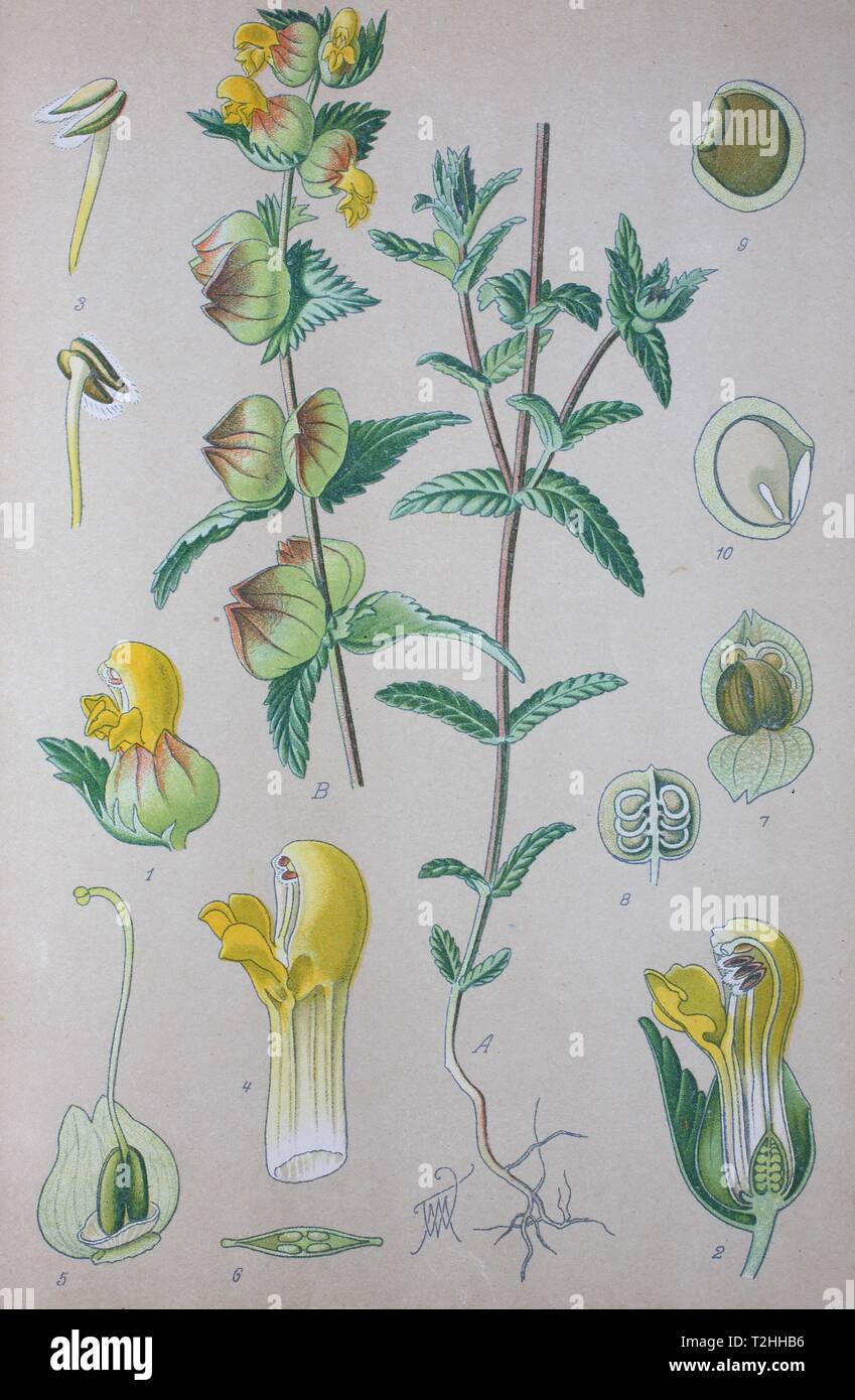 Maggiore giallo-battito (Rhinanthus angustifolius), Illustrazione storico dal 1885, Germania Foto Stock
