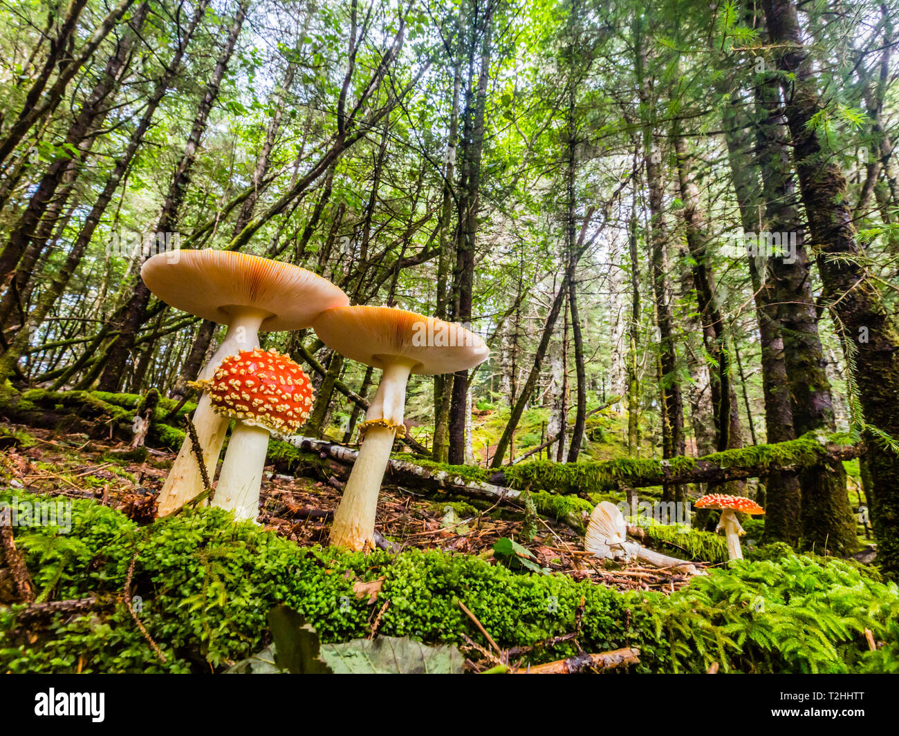 Il fungo toadstool fly agaric, amanita muscaria, George Isola, Cross Suono, a sud-est di Alaska, Stati Uniti d'America Foto Stock