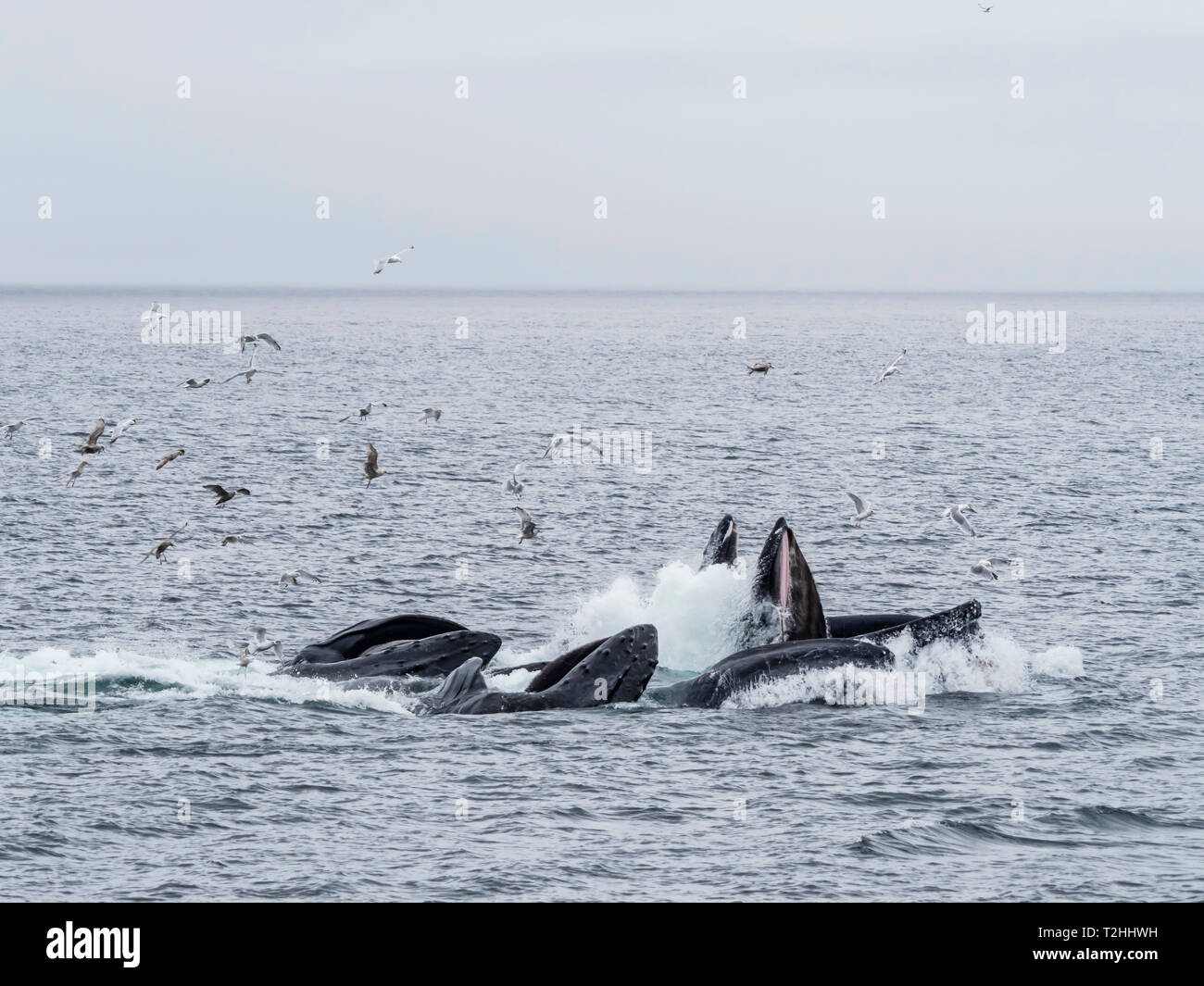 Le megattere, Megaptera novaeangliae, cooperativamente bubble-net alimentando in Chatham Strait, Alaska, Stati Uniti d'America Foto Stock