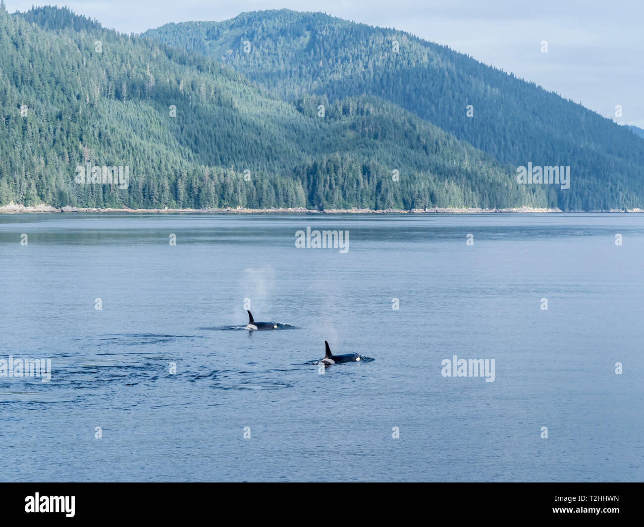 Resident Killer Whale pod, Orcinus orca, affiorando in Chatham Strait, a sud-est di Alaska, Stati Uniti d'America Foto Stock