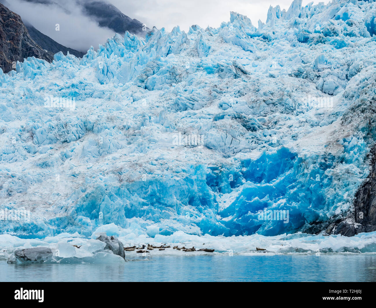 Porto di adulti guarnizioni, Phoca vitulina, tirata fuori sul ghiaccio a sud Sawyer Glacier, Tracy Arm, Alaska, Stati Uniti d'America Foto Stock