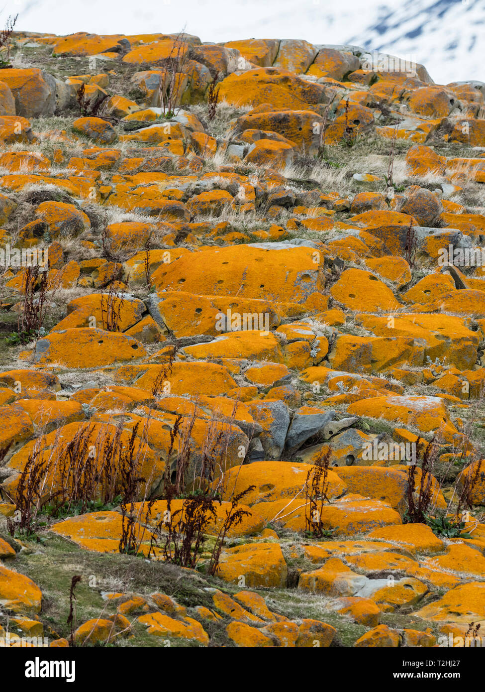 Eleganti i licheni, Arancione Mare Lichen, Caloplaca marina, che copre la superficie di un piccolo isolotto nel Canale del Beagle, Ushuaia, Argentina, Sud America Foto Stock