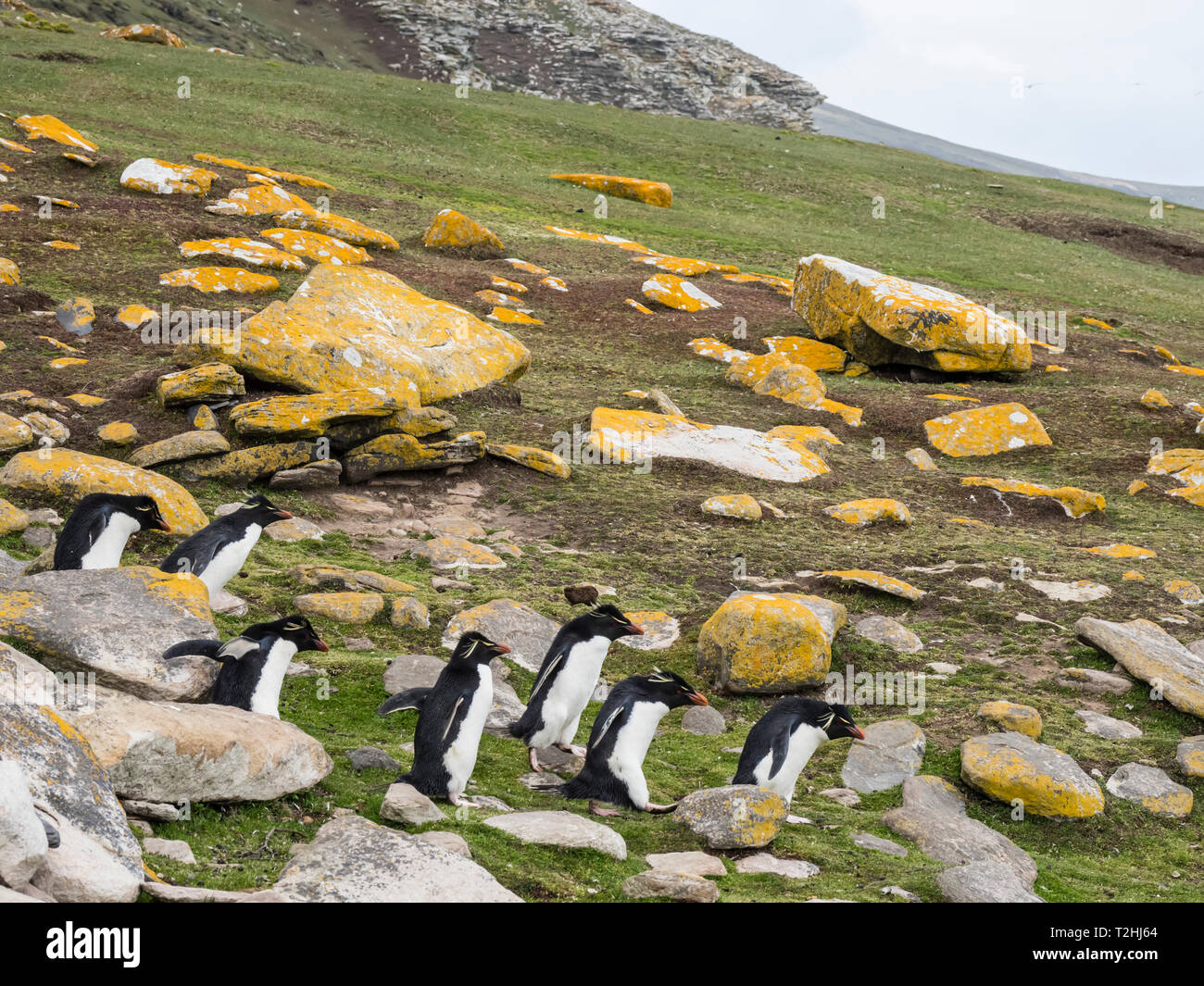 Southern pinguini saltaroccia, Eudyptes chrysocome, a rookery su Saunders Island, Isole Falkland, Sud Atlantico Foto Stock