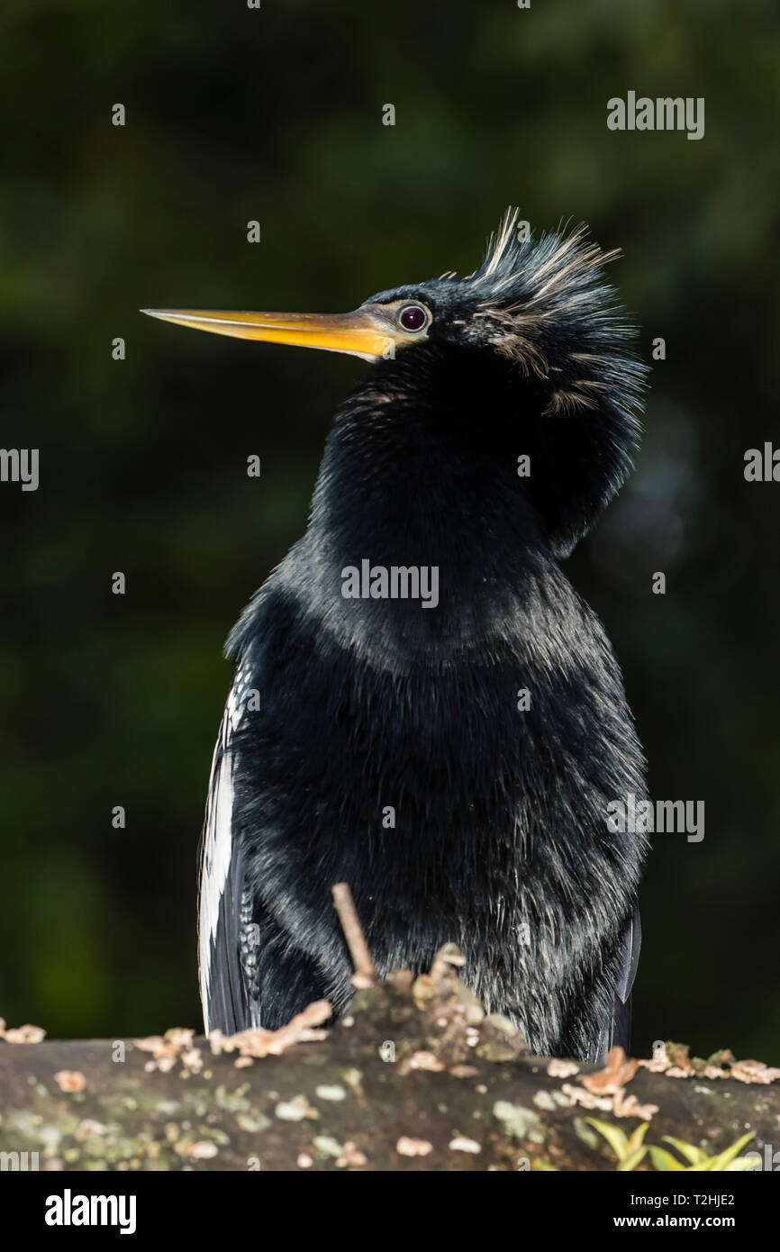 Un maschio adulto anhinga, anhinga anhinga, di notte nel Parco Nazionale di Tortuguero, Costa Rica, America Centrale Foto Stock