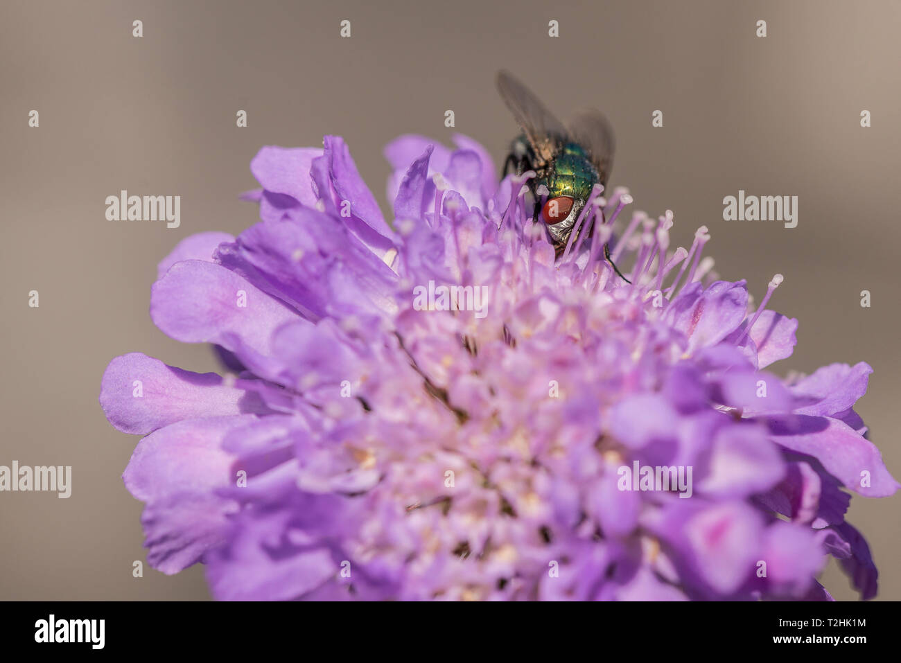 Comune bottiglia Gree volare su Scabious testa di fiori Foto Stock
