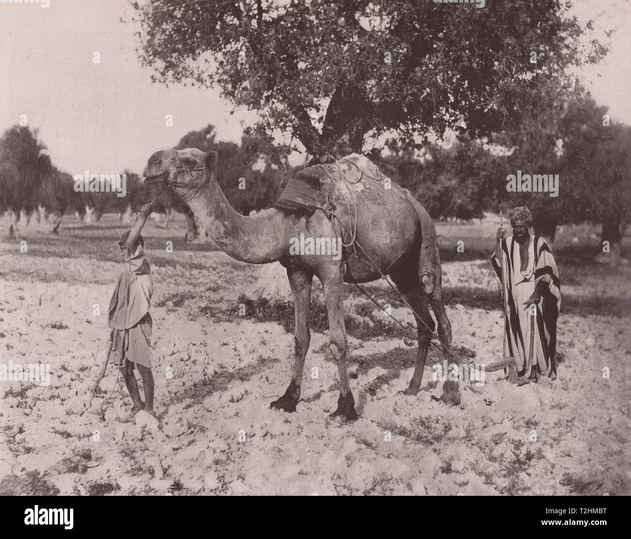 Tipi di palestinesi - Scena del lavoro Foto Stock