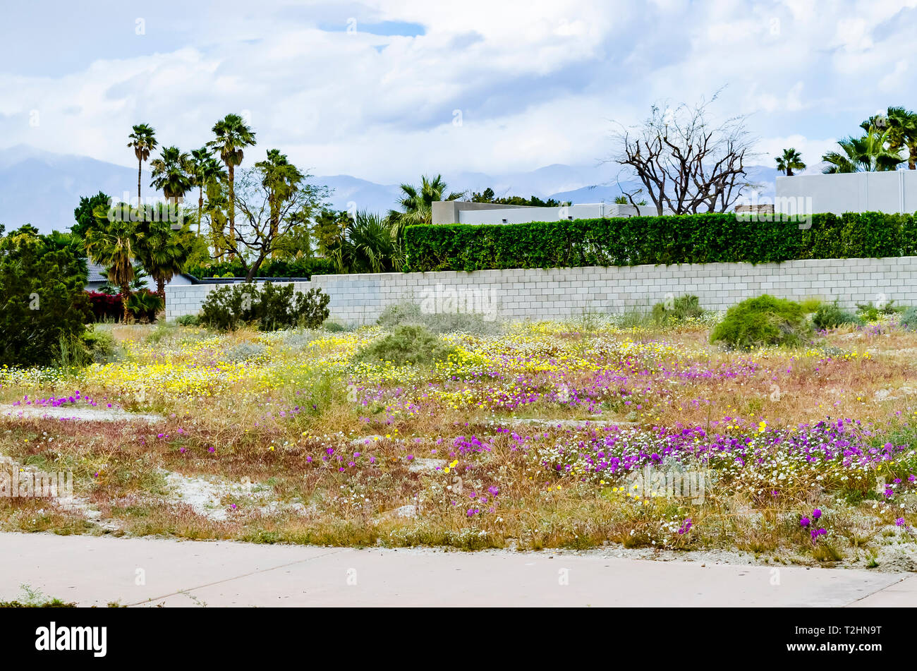 Palm Springs California primavera 2019 dove anche vacante in molti stanno sperimentando un super bloom Foto Stock