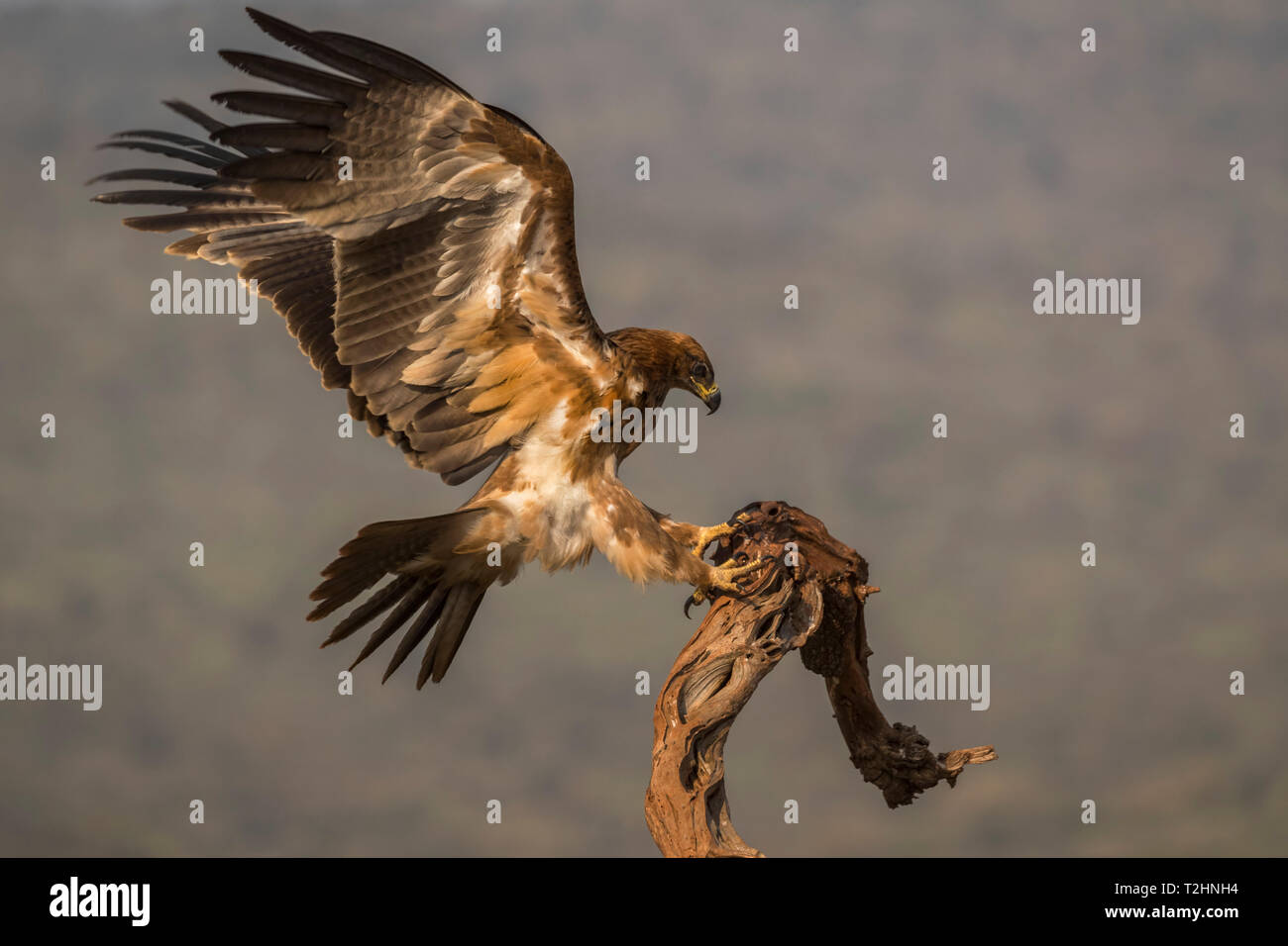 Bruno eagle, Aquila rapax, Zimanga riserva privata, KwaZulu-Natal, Sud Africa Foto Stock