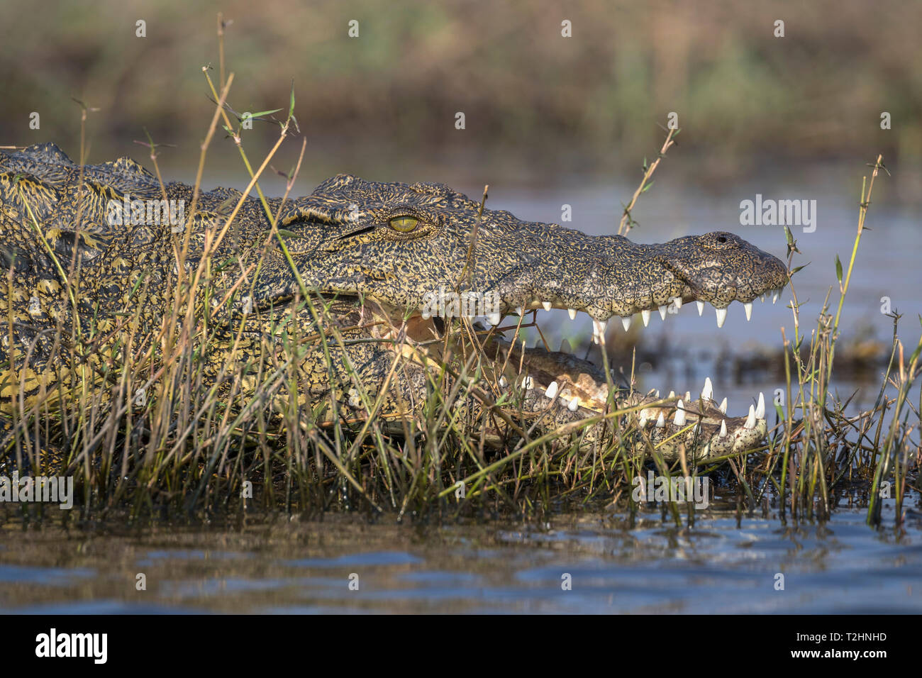 Coccodrillo del Nilo, Crocodylus niloticus, fiume Chobe, Botswana, Sud Africa Foto Stock