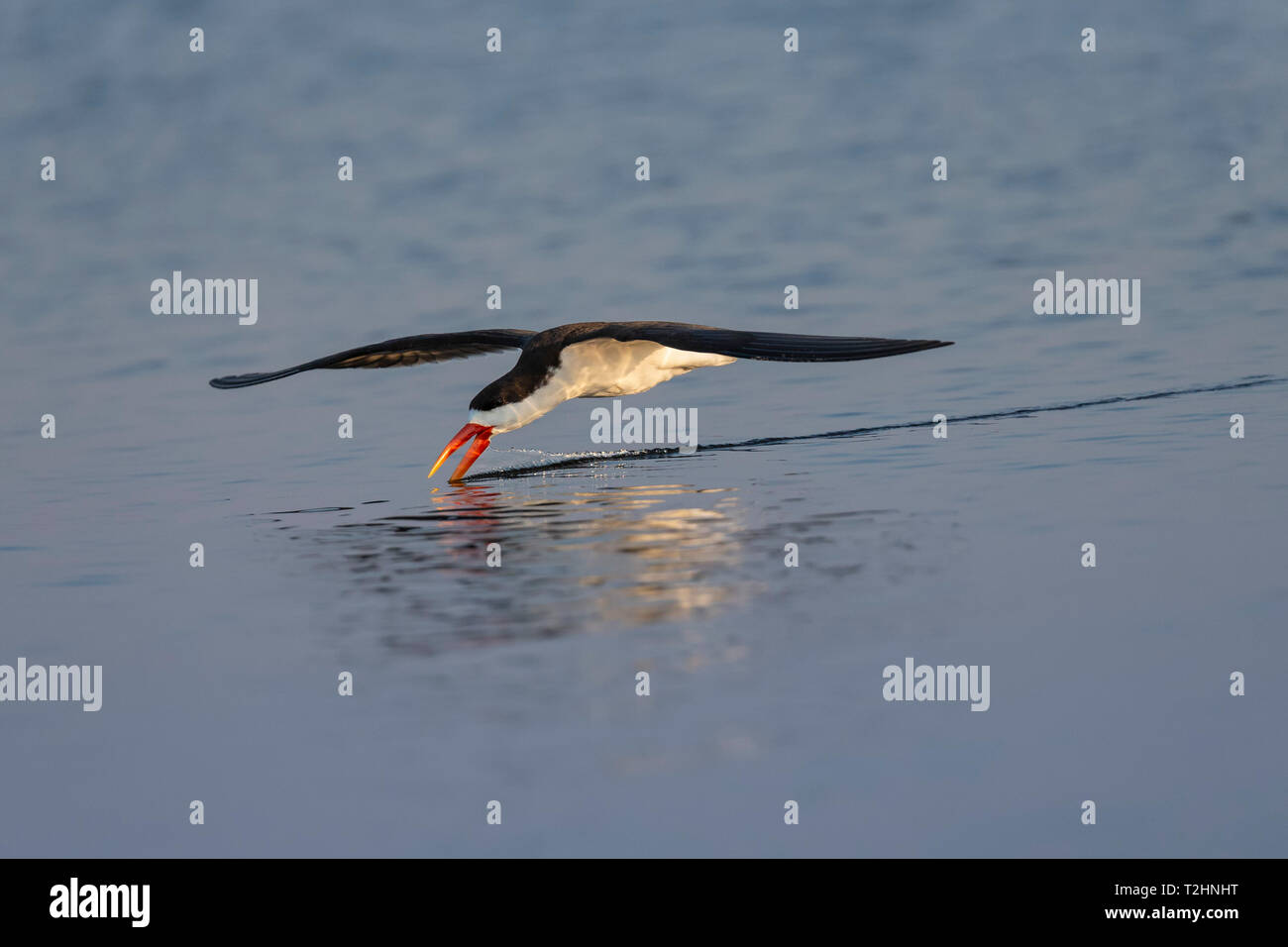 Skimmer africano, Rynchops flavirostris, Pesca, fiume Chobe, Botswana, Sud Africa Foto Stock