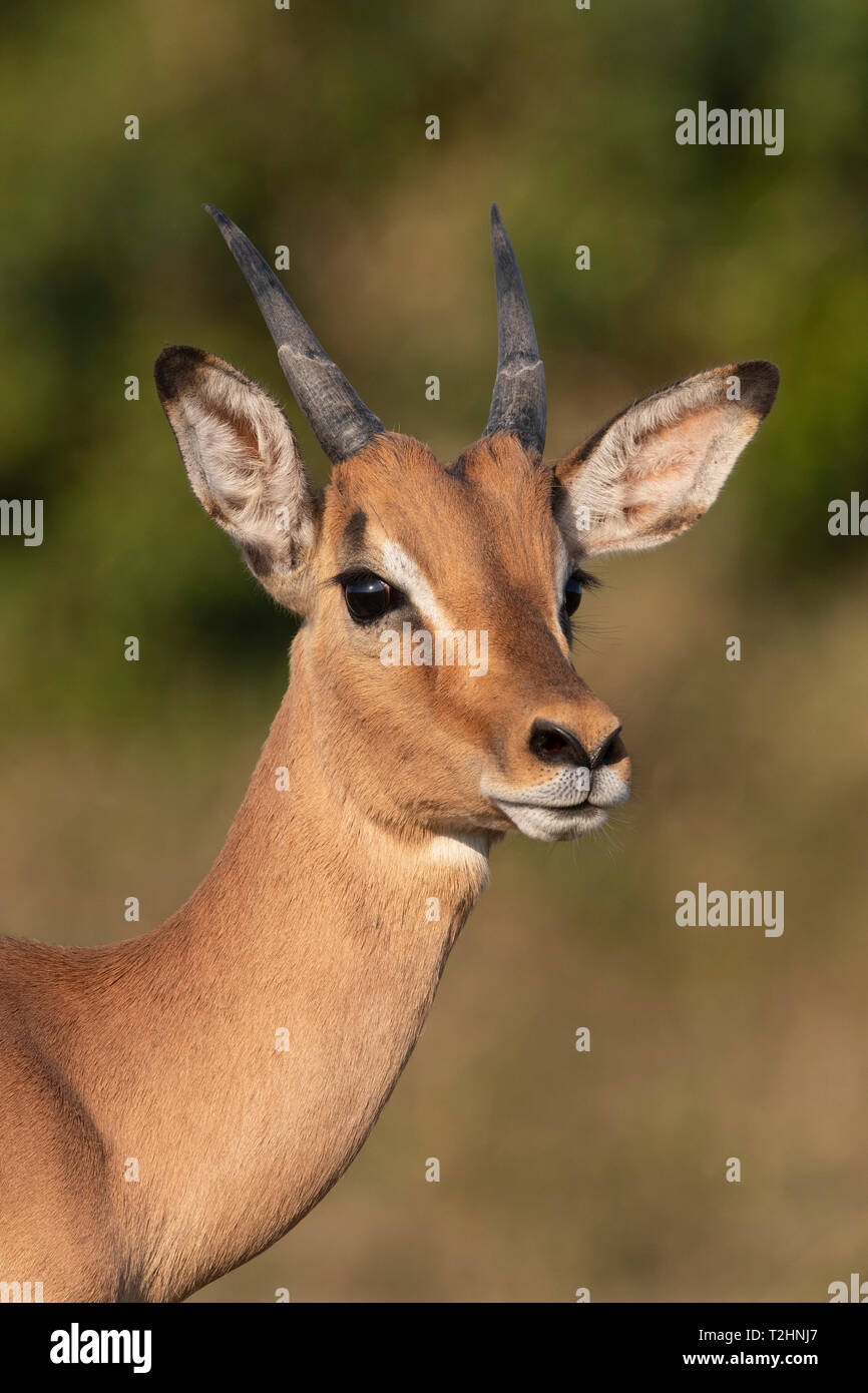 Impala, Aepyceros melampus, sub-maschio adulto, iMfolozi Game Reserve, KwaZulu-Natal, Sud Africa Foto Stock