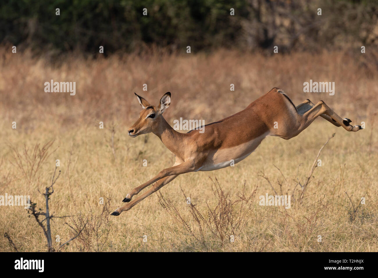 Impala, Aepyceros melampus, acceso, Chobe National Park, Botswana, Sud Africa Foto Stock