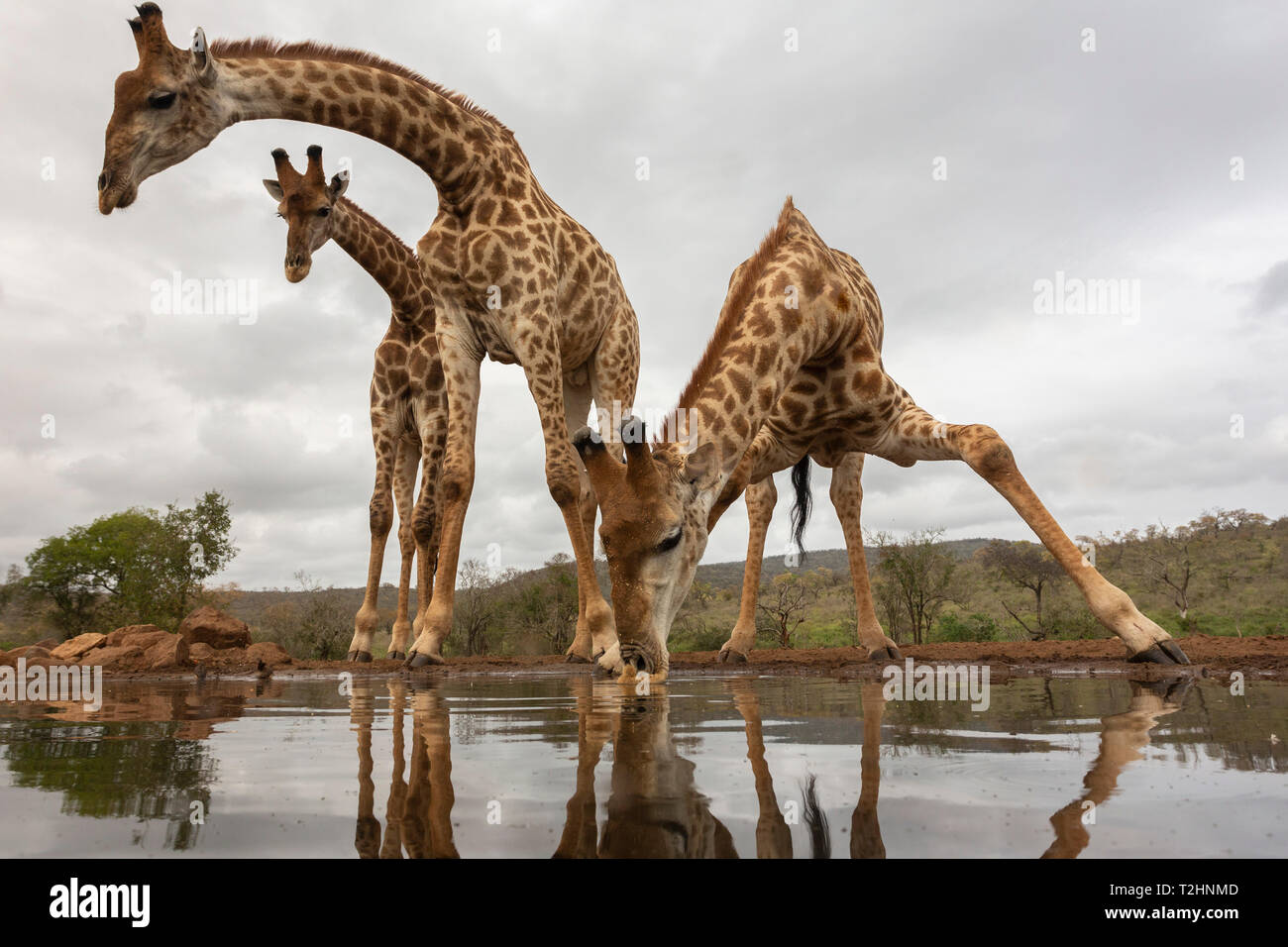La giraffa, Giraffa camelopardalis, bere Zimanga riserva privata, KwaZulu-Natal, Sud Africa Foto Stock
