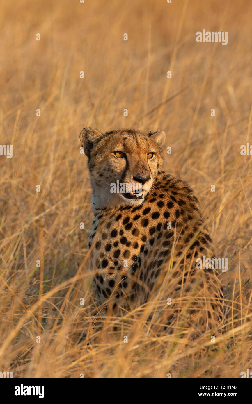 Cheetah, Acinonyx jubatus, Khwai conservancy, Okavango, Botswana, Sud Africa Foto Stock