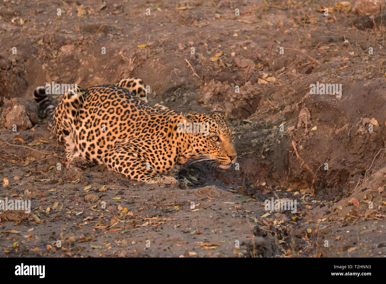 Leopard, Panthera pardus, femmina ad acqua, Chobe National Park, Botswana, Sud Africa Foto Stock