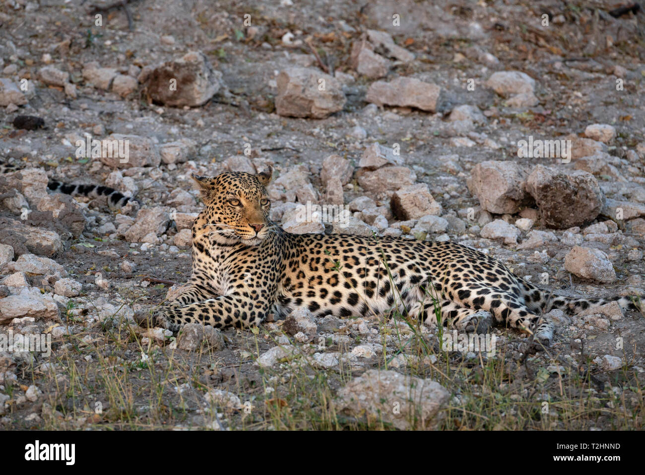 Leopard, Panthera pardus, femmina, Chobe National Park, Botswana, Sud Africa Foto Stock