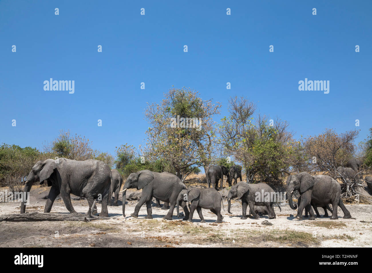 Gli elefanti africani, Loxodonta africana, Chobe National Park, Botswana, Sud Africa Foto Stock