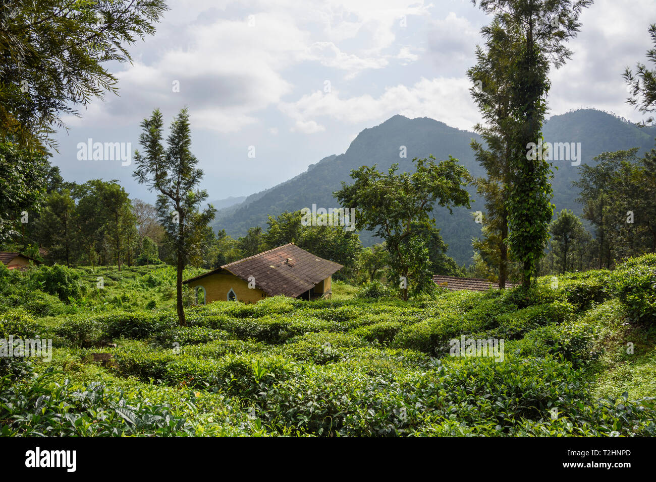 Nilgiri Hills, foresta pluviale e le piantagioni di tè, EcoScape, Tamil Nadu, India, Asia del Sud Foto Stock