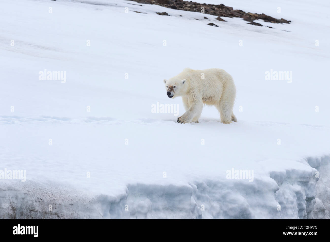 Orso polare camminando sul ghiacciaio in Bjornsundet, Spitsbergen, Norvegia, Europa Foto Stock