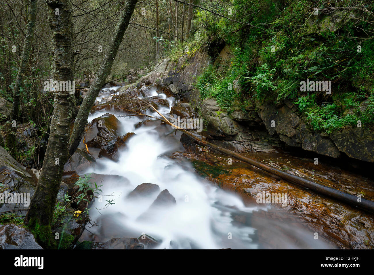 Le bellezze naturali della caduta di acqua all'interno della foresta andina in un flusso denominato Miraflores si trova nelle montagne. Foto Stock