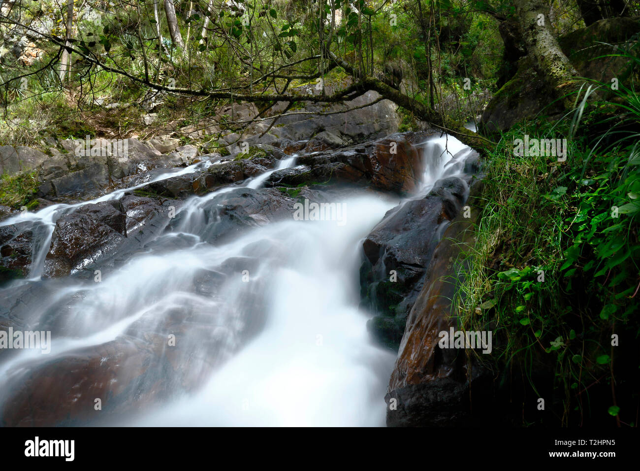 Le bellezze naturali della caduta di acqua all'interno della foresta andina in un flusso denominato Miraflores si trova nelle montagne. Foto Stock