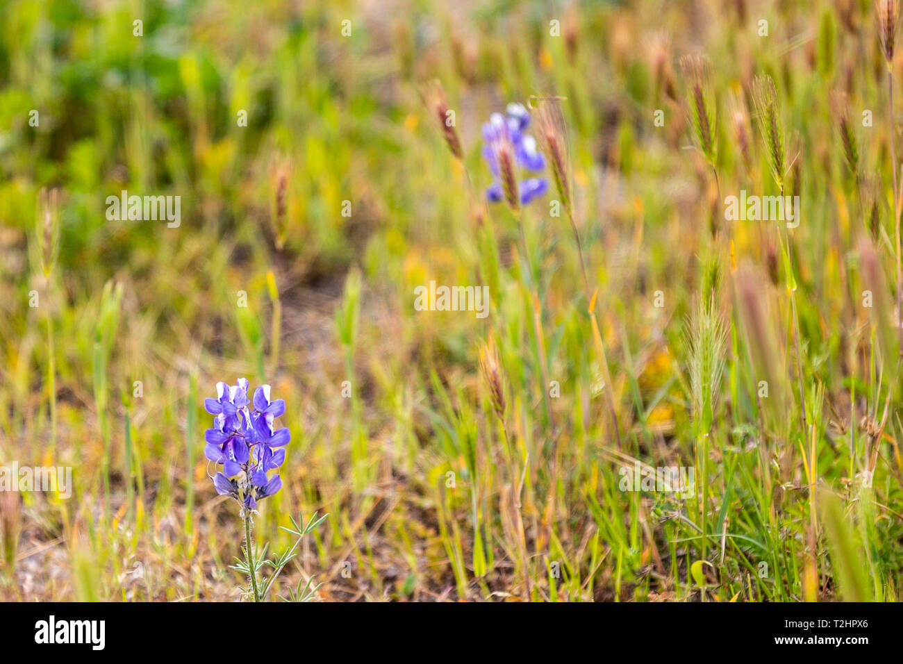 Lupino Mohave (Lupinus sparsiflorus) nell'Anza Borrego Desert State Park durante il 2019 super fiorisce in California USA Foto Stock