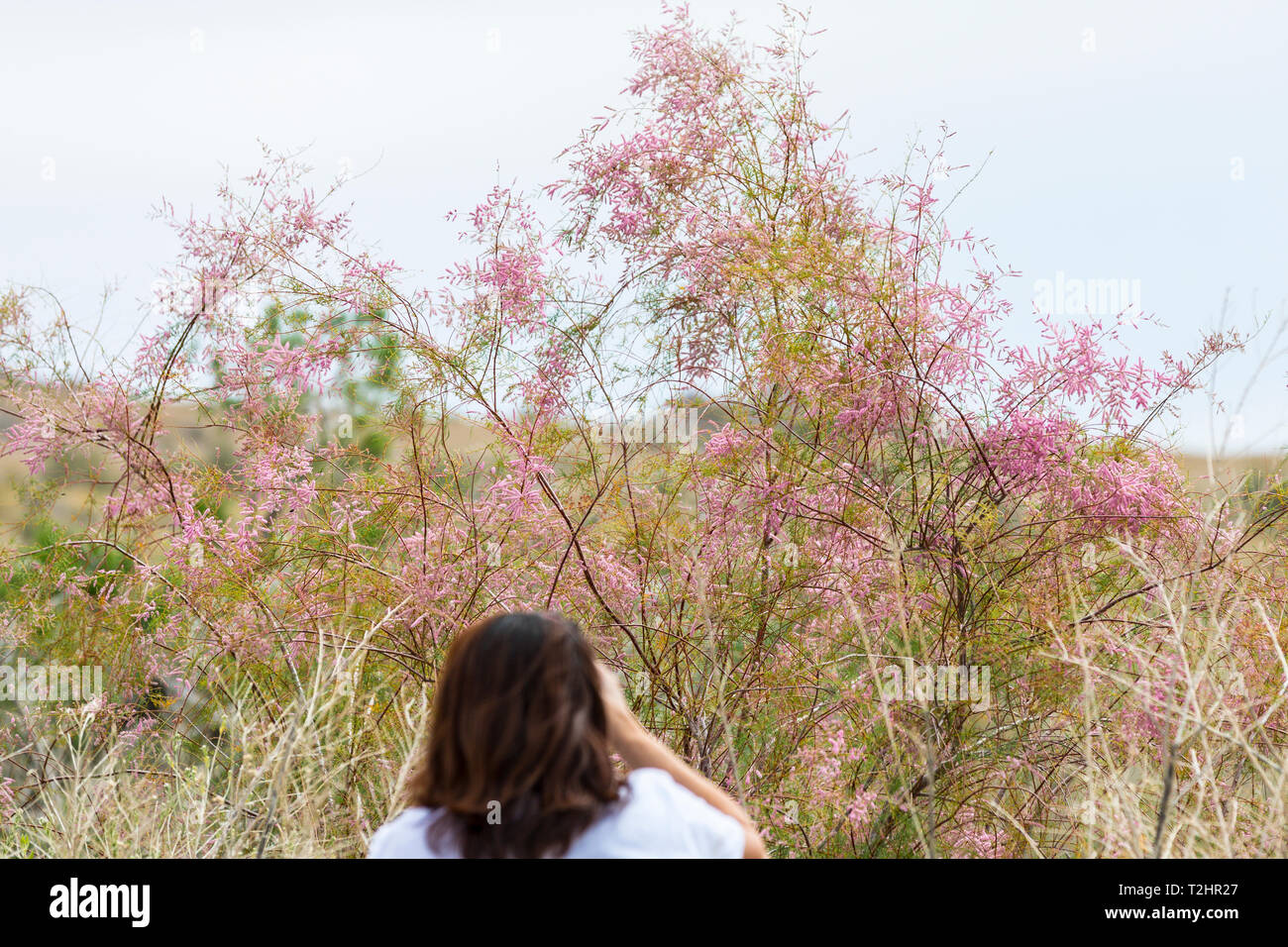 Una donna di scattare una foto di un tamerice impianto al Salton Sea in California USA un sale di piante tolleranti Foto Stock