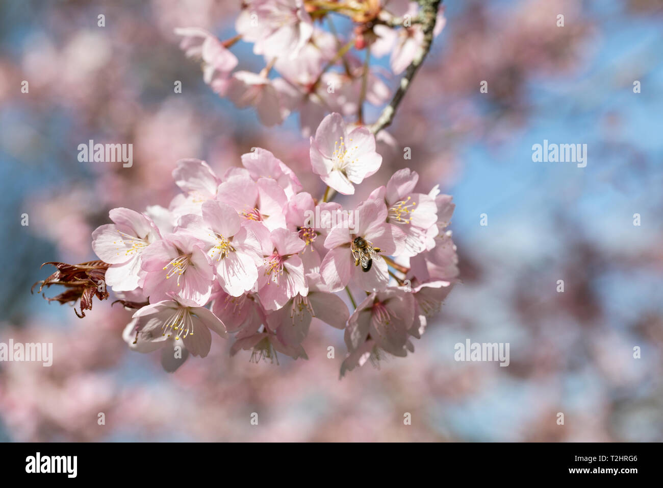 Primo piano della fioritura dell'albero dei ciliegi di Prunus Sargentii nel Regno Unito durante la primavera, Inghilterra, Regno Unito Foto Stock