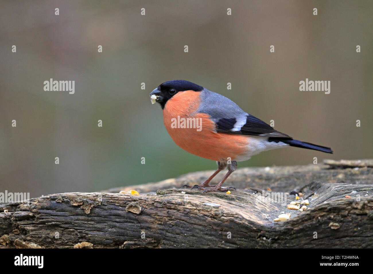 Maschio adulto Bullfinch, Pyrrhula pyrrhula, mangiare sementi sul decadimento di un ramo di albero, Inghilterra, Regno Unito. Foto Stock
