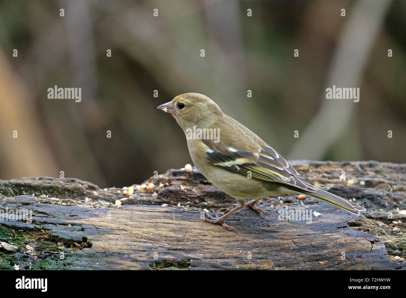 Femmina adulta fringuello, Fringilla coelebs mangiare semi di decadimento sul ramo di albero, Foto Stock