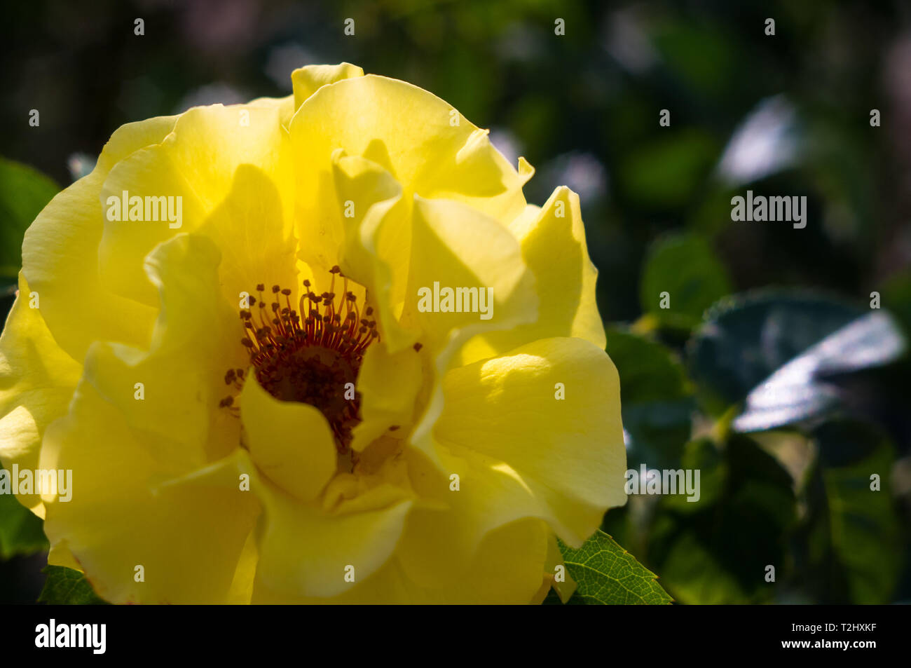 Giallo fiore rosa su sfondo verde. La natura. Foto Stock