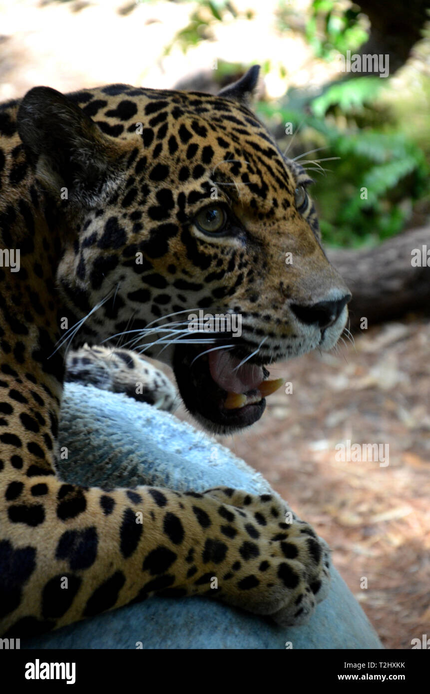 Jaguar vicino colpo alla testa Foto Stock