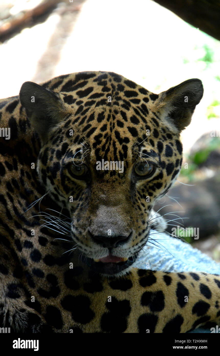 Jaguar vicino colpo alla testa Foto Stock