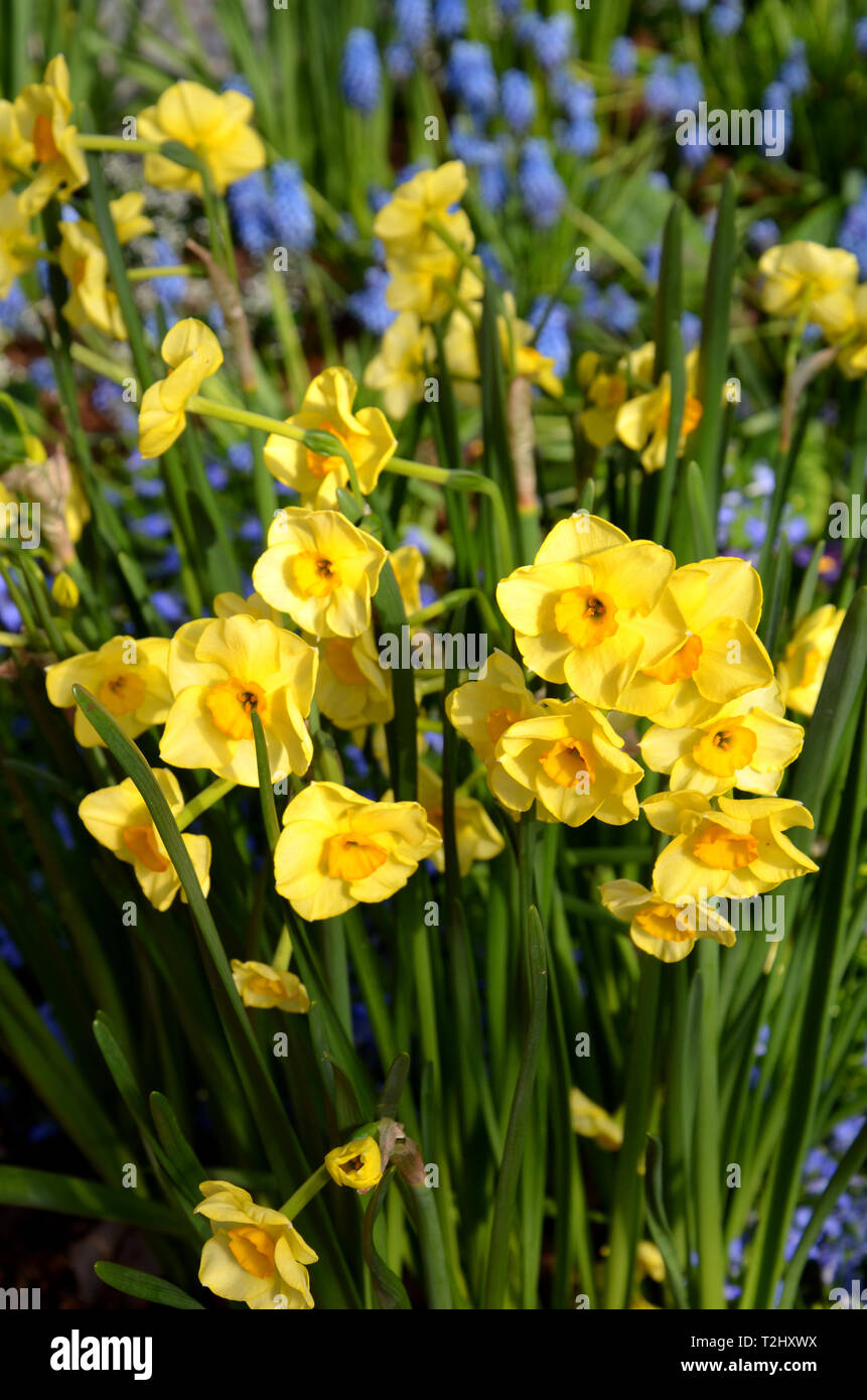 Fiori di Primavera Chiudi periodo Pasquale Foto Stock