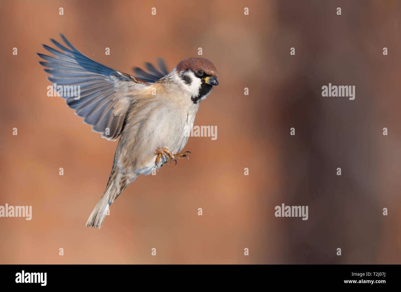 Tree sparrow in volo a bright soleggiata giornata invernale Foto Stock