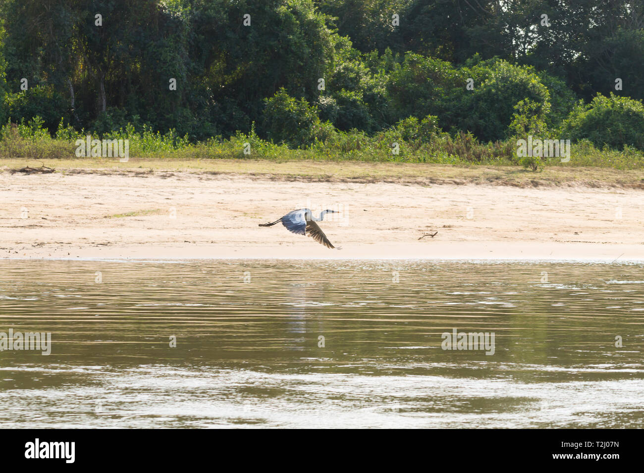 Un Airone cenerino sorvolare l'acqua da Pantanal zona umida, birdwatching, Brasile. Brasiliano della fauna selvatica Foto Stock