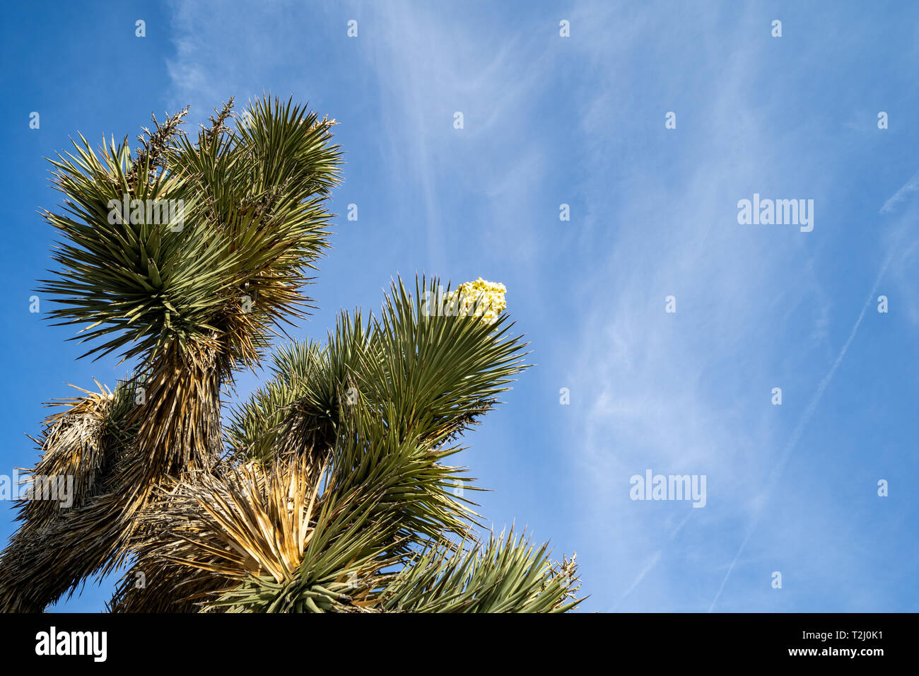 Una rigogliosa fioritura, Joshua Tree contro un luminoso cielo blu in California durante la primavera Foto Stock