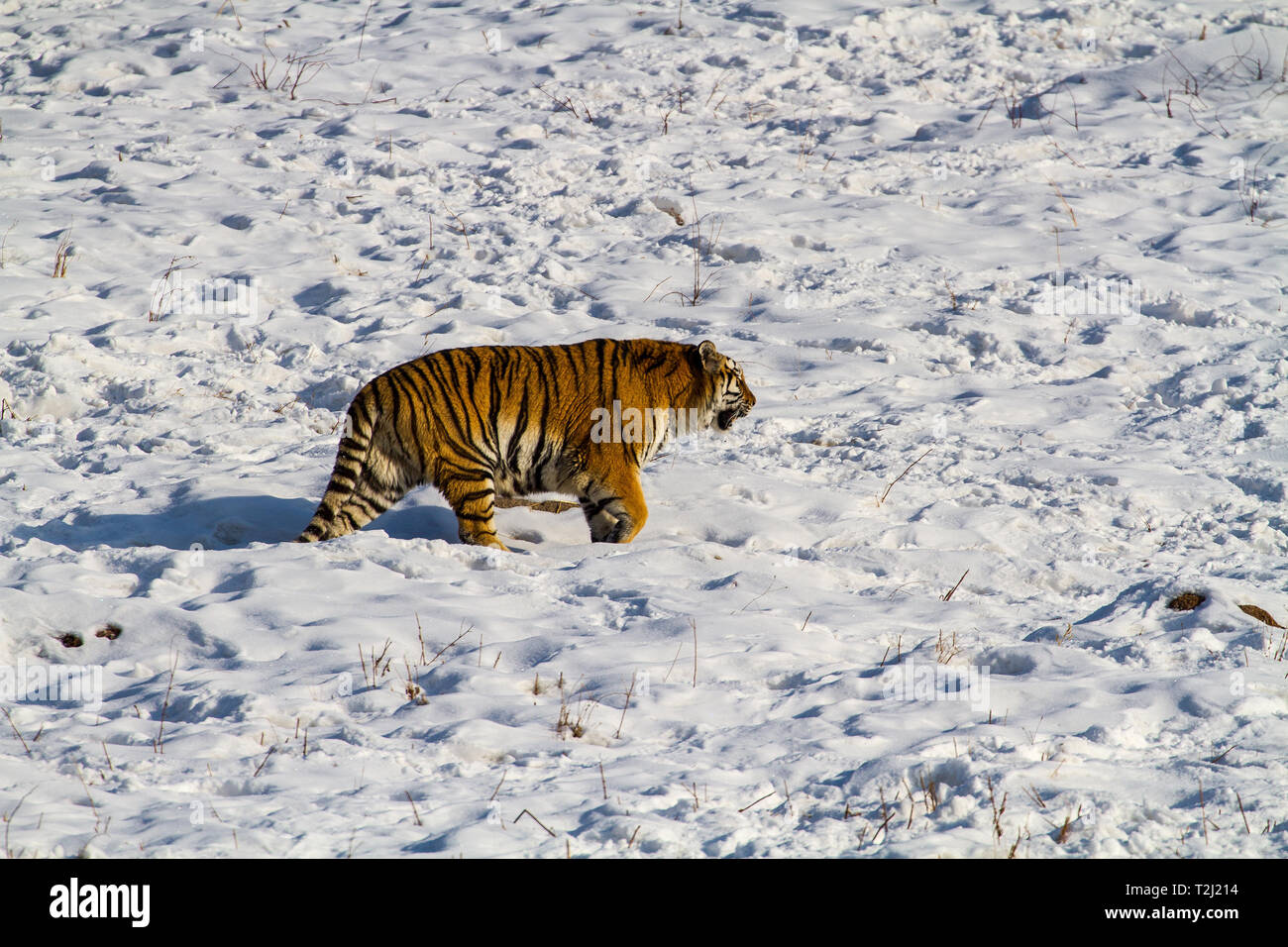 Tigre Siberiana in tiger conservation park in Hailin, Heilongjiang provincia nord-est della Cina Foto Stock