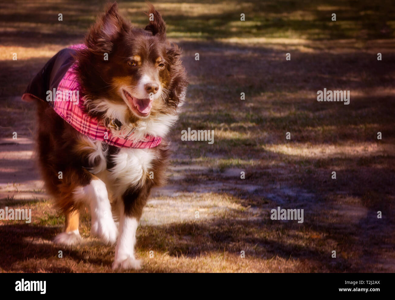 Cowboy, un 9-anno-vecchio pastore australiano cane, indossa un cappotto rosa come lui corre in inverno il sole, Gennaio 17, 2018 in Coden, Alabama. Foto Stock