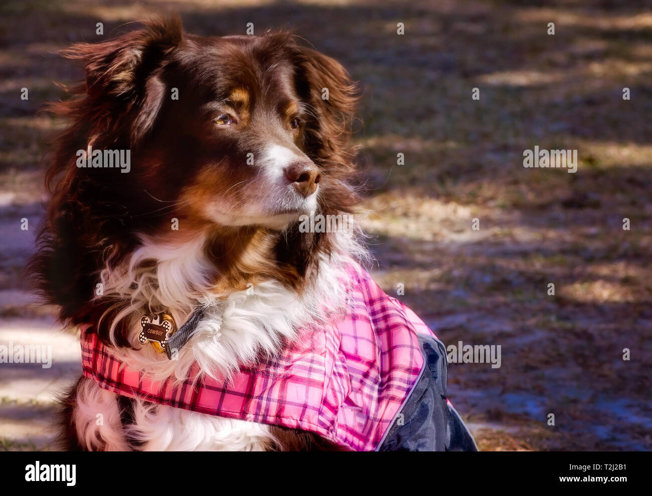 Cowboy, a nove-anno-vecchio rosso tri pastore australiano, rimane caldo in un cappotto invernale, Gennaio 17, 2018 in Coden, Alabama. Foto Stock